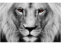 60X40CM LWIE SPOJRZENIE OBRAZ