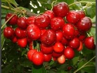 CZEREŚNIA RIVAN MAJÓWKA - sadzonki 50 / 90 cm