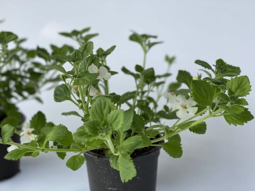 Bakopa Bacopa Sutera biała, sadzonka na Arena.pl