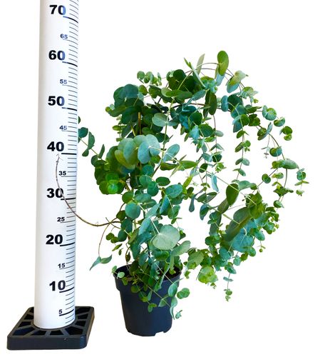 EUKALIPTUS DONICZKOWY 60 cm na Arena.pl