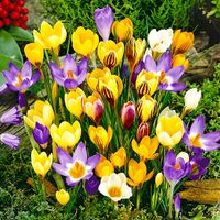 Krokus Botaniczny Mix Mieszanka 50 szt Krokusy cebulki cebule krokusów