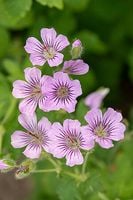 Bodziszek Karen Wouters Geranium hybrida bylina ogrodowa kwitnąca