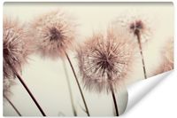 Fototapeta Do Sypiani DMUCHAWCE Kwiaty Styl Boho Natura 315cm x 210cm