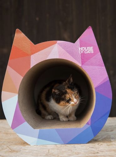 Drapak Cat Drapak dla kota Cat Triangle na Arena.pl