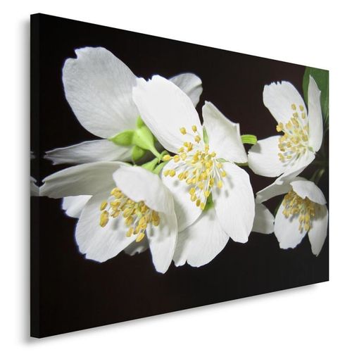 Obraz na płótnie - Canvas, Jaśmin 50x40 na Arena.pl