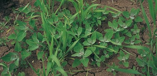 ROUNDUP RANDAP NA CHWASTY chwastobójczy glifosat środek koncentrat 1L BAYER na Arena.pl