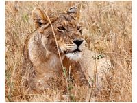 40X50CM BELEZA FEANS OBRAZ