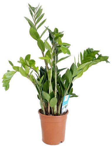 ZAMIOKULKAS (ZAMIOCULCAS) 70cm na Arena.pl