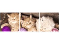 90CM 30CM OBRAZ DRUK ŚPIĄCE KOTY MISCE