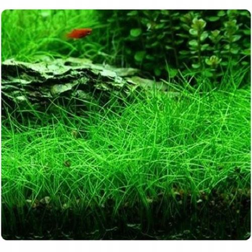 ZESTAW ROŚLIN ŁATWYCH W UPRAWIE NA TRZY PLANY DO AKWARIUM + GRATIS PĘSETA na Arena.pl