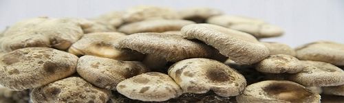 Shiitake zestaw do uprawy grzybów na Arena.pl