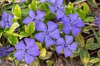 Barwinek większy Variegata - Vinca major