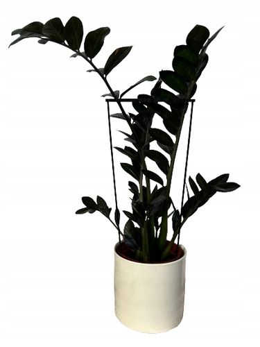 Podpórki do roślin kwiatów podpora podpórka obejma RING ŁĄCZONY 2w1 XL60/28 na Arena.pl