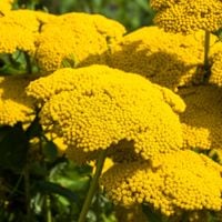 Krwawnik wiązówkowaty 'Coronation Gold' (Achillea filipendulina) 2.0L