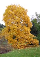 ORZESZNIK PIĘCIOLISTKOWY Carya ovata NASIONA 40 sztuk - 100g.