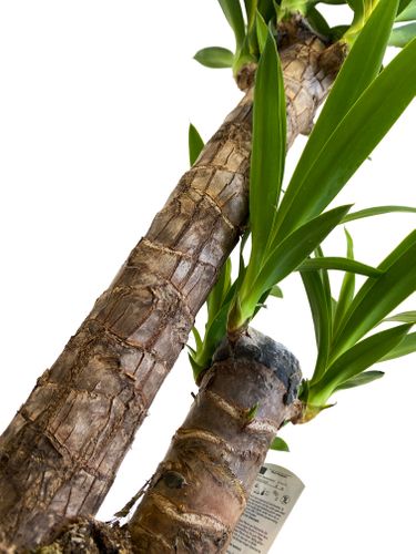 JUKA JUKKA (JUCA YUCCA) 80cm na Arena.pl