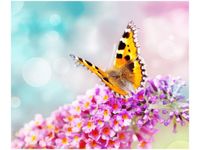 60X50CM MOTYL KWIATKACH OBRAZ ŚCIAN DREWNIANE