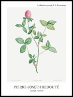 Plakat 60x80cm Design Clover Flower, Redoute Vintage do Salonu