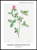 Plakat 60x80cm Design Clover Flower, Redoute Vintage do Salonu