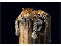 OBRAZ DRUK DZIKI KOT LAMPART