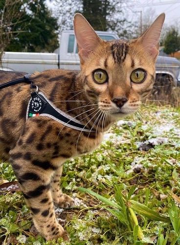 SZELKI dużego kota 38-48cm do 6kg Brytyjski TRE PONTI czarne Z ODBLASKAMI na Arena.pl