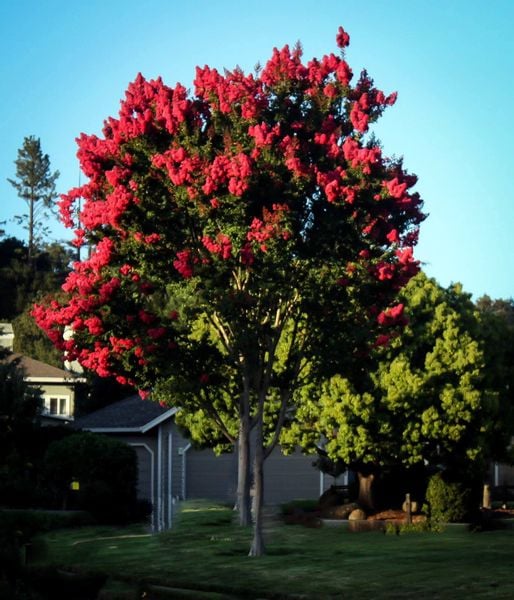 LAGERSTROEMIA czerwona bez południa - sadzonki 80 / 110 cm na Arena.pl