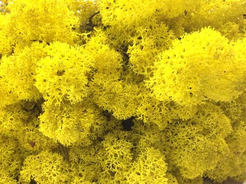 Mech Chrobotek Reniferowy Lime 100g na Arena.pl