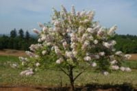 KASZTANEK JARZĘBOLISTNY - sadzonki w doniczkach !