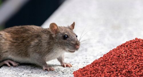 RATIMOR Trutka na myszy i szczury zbożowa Zatrute ziarno Bromadiolon na Arena.pl