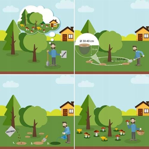 BOROWIK BRZOZOWY grzybnia grzyby leśne Mycelium na Arena.pl