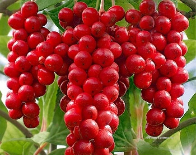 Cytryniec CHINSKI Sadova No1 Jagody życia P9 zdjęcie 3