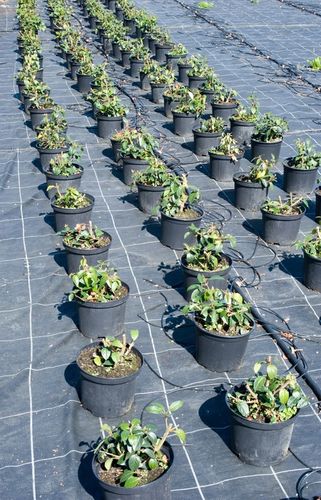 NAJMOCNIEJSZA AGROTKANINA ANTYCHWASTOWA 90g 1,1x50m UV3% AGROWŁÓKNINA na Arena.pl