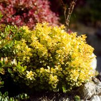 Berberys thunberga GOLDALITA Żółta miniatura P9
