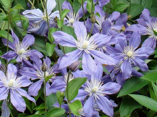 Powojnik Clematis Arabella C2 E na Arena.pl