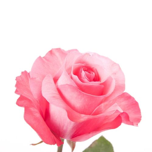 Idc Institute Scented Garden Diffuser Sticks 40 Ml Rose na Arena.pl