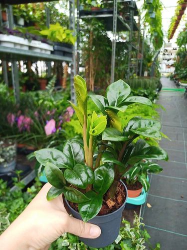 Zamioculcas zamiifolia Zenzi Gęsta sadzonka zamia zamioculus ZENZI na Arena.pl