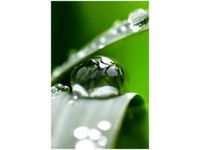 40X60CM PORANNA ROSA JENNY DOWNING OBRAZ