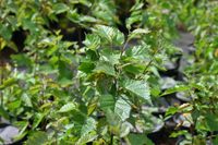 Brzoza papierowa - Betula papyrifera