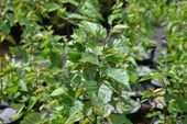 Brzoza papierowa - Betula papyrifera