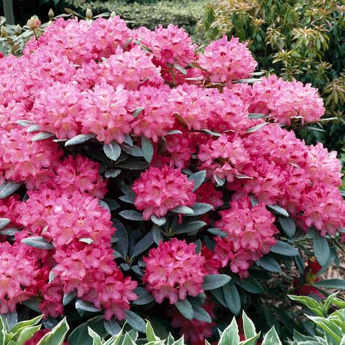 Różanecznik Sneezy C3 E na Arena.pl