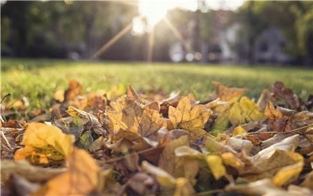 ZBIERACZ LIŚCI 03565-20 GARDENA zdjęcie 14