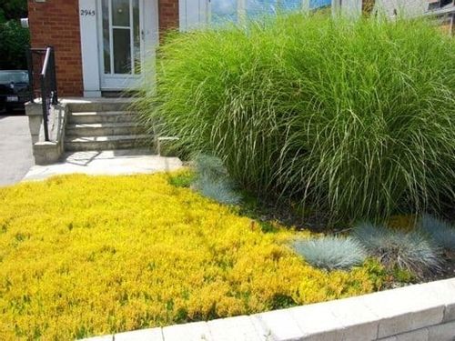 Rozchodnik ostry YELLOW QUEEN Sedum Żółty dywan Sadzonki w doniczkach P9 na Arena.pl