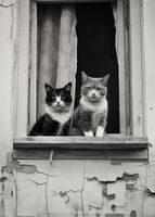 Plakat 25x35cm Para w Oknie