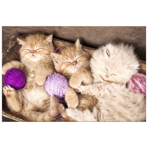 Obraz Płótno 60X40 Śpiące Koty W Misce na Arena.pl