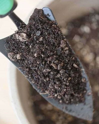 10L BIO Podłoże Ziemia do Kwiatów Monstera Bigos na Arena.pl