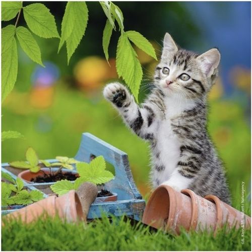 Ravensburger Puzzle 3x49 elementów Kocięta na Arena.pl