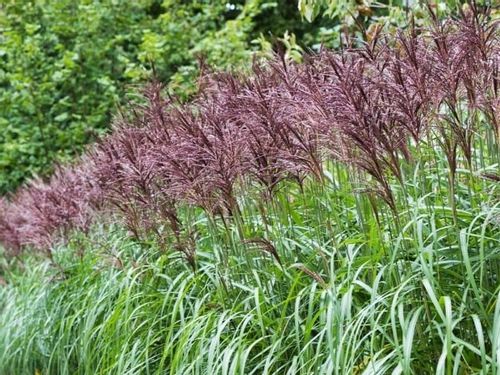 Miskant chiński MALEPARTUS Wysoki do 2m Duże sadzonki w doniczkach 3L na Arena.pl