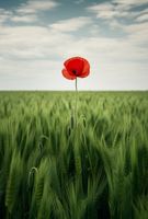 Plakat 61x90,5cm Samotny Mak na Polu