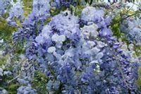 Wisteria Niebieska glicynia sadzonki 40-60cm P9