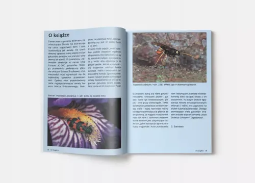 Atlas owadów na Arena.pl